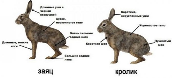 схема отличия кроликов