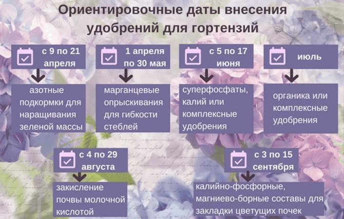 Схема внесения подкормок для гортензии