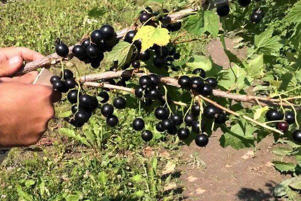 Смородина Ядреная: немного об истории