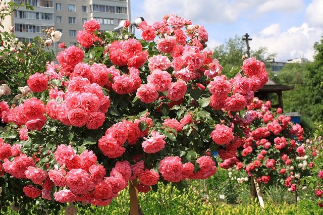 Зимостойкие сорта роз